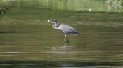 Great Blue Heron Fish Toss
