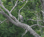 Great Blue Heron in Tree