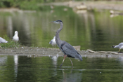 Great Blue Strut
