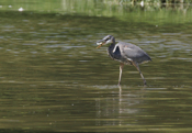 Successful Great Blue