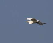 Great Egret Flight