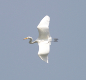 Great Egret Funky View