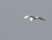Great Egret Glide