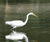 Great Egret Pose