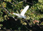 Spectacular Great Egret