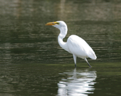 Great Egret Swallow