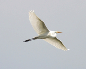 Underside Great Egret