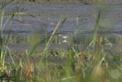 Greater Yellowlegs Feeding