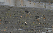 Lesser Yellowlegs "Feeding"