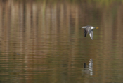 Greater Yellowlegs Flight