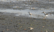 Lesser Yellowlegs "Landing"