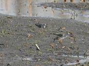 Lesser Yellowlegs "Trio"