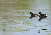 Pied-billed Grebe Pair