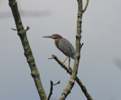 Green Heron