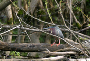 Green Heron Breeding Colors