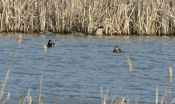 Green-winged Teal