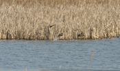 Green-winged Teal