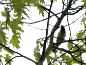 Rose-breasted Grosbeak Above