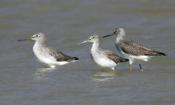 Closeup Greater Yellowlegs Trio