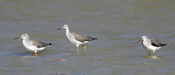 Greater Yellowlegs Trio