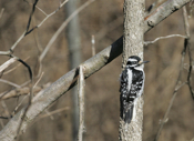 Hairy Woodpecker Rear View