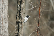 Hairy Woodpecker Profile