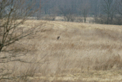 The "Habitat"-Northern Harrier