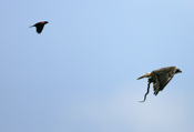Red-tailed Hawk with Snake