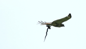 Snake and Red-tailed Hawk 