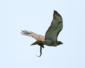Red-tailed Hawk Closeup Snake