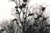 Blue Heron Rookery