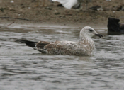 Herring Gull Profile
