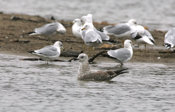 Profile of Herring Gull