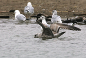 Herring Gull Primaries