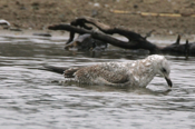 Another Herring Gull Profile