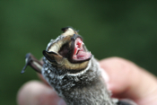 Hoary Bat in Hand
