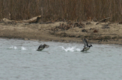 Hooded Merganser