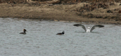 Hooded Merganser Pair