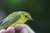 Hooded Warbler Profile