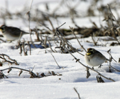 Horned Lark Pair