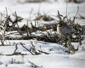 Puffed Horned Lark