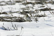 Horned Lark Snow Setting