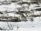 Solitary Horned Lark