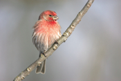 House Finch Profile