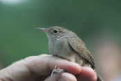 House Wren