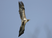 Vertical Bald Eagle