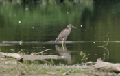 Imm Black-Crowned Night Heron