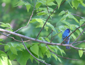 Indigo Bunting Rear View