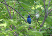 Indigo Bunting Front View