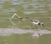 Killdeer Feeding